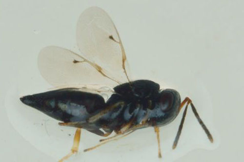 Réf. 263 895 : Ischyroptyx ligusticus